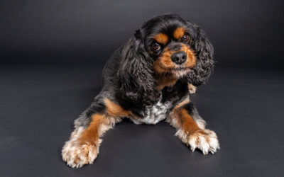 Dieren fotografie