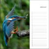Verjaardagskalender - IJsvogel - Afbeelding 2