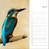 Verjaardagskalender - IJsvogel - Afbeelding 5