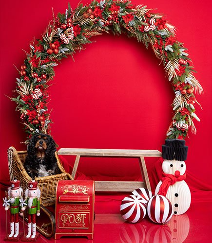Kerstfotoshoot met je huisdier
