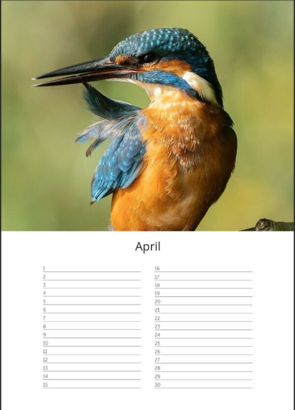 Verjaardagskalender A4 - IJsvogels - Afbeelding 5