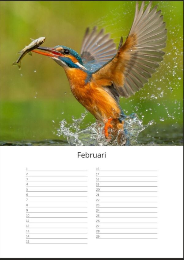 Verjaardagskalender A4 - IJsvogels - Afbeelding 3