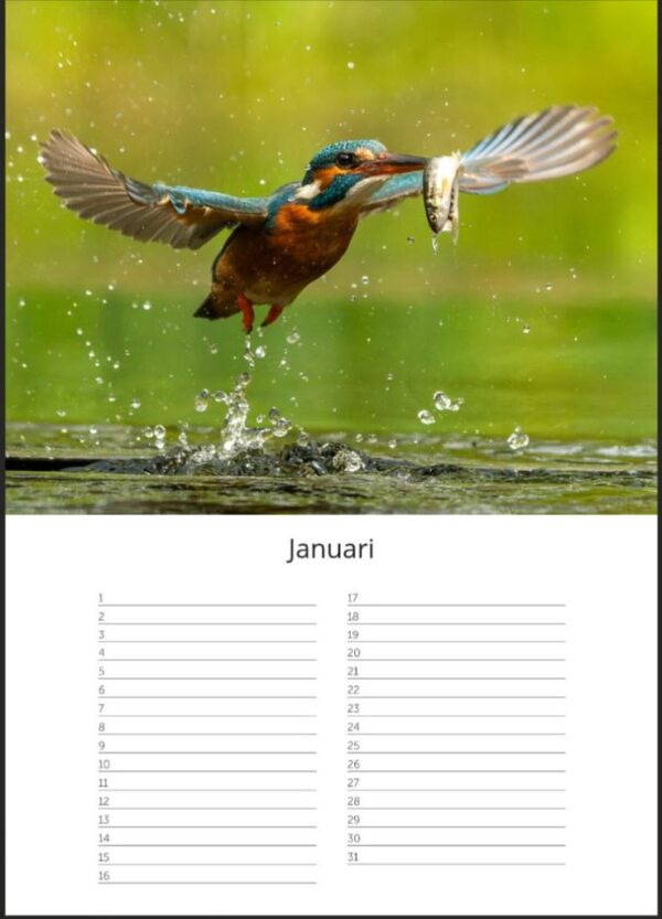 Verjaardagskalender A4 - IJsvogels - Afbeelding 2