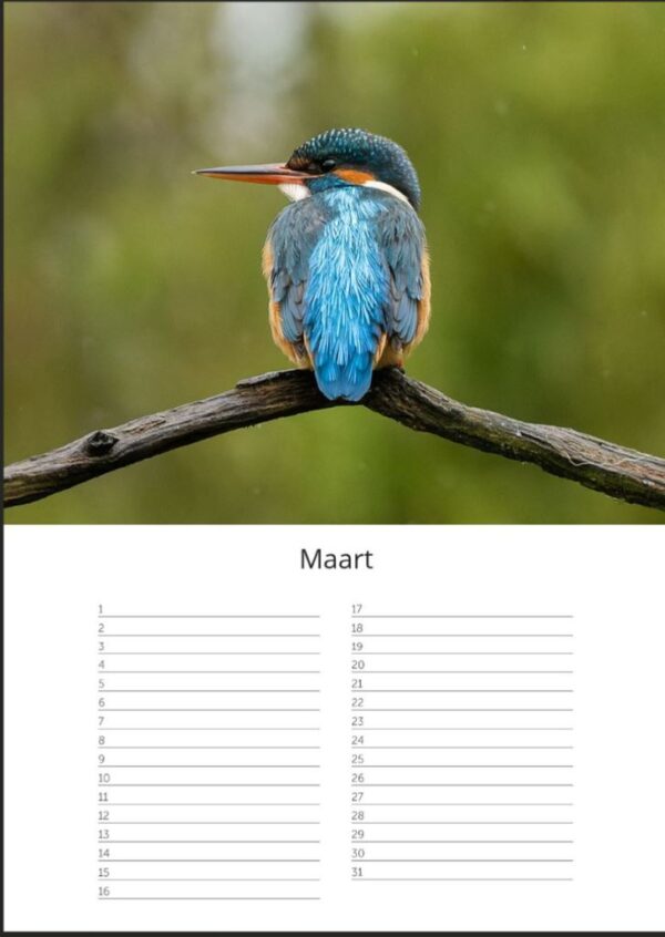 Verjaardagskalender A4 - IJsvogels - Afbeelding 4