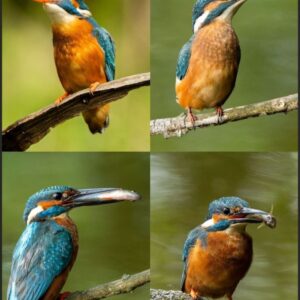 Verjaardagskalender A4 - IJsvogels