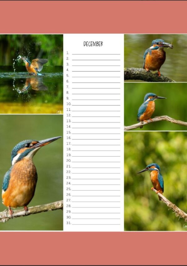 Verjaardagskalender - IJsvogel A4 - Afbeelding 13