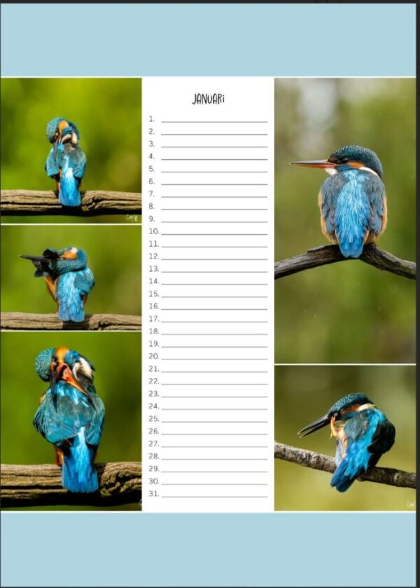 Verjaardagskalender - IJsvogel A4 - Afbeelding 2