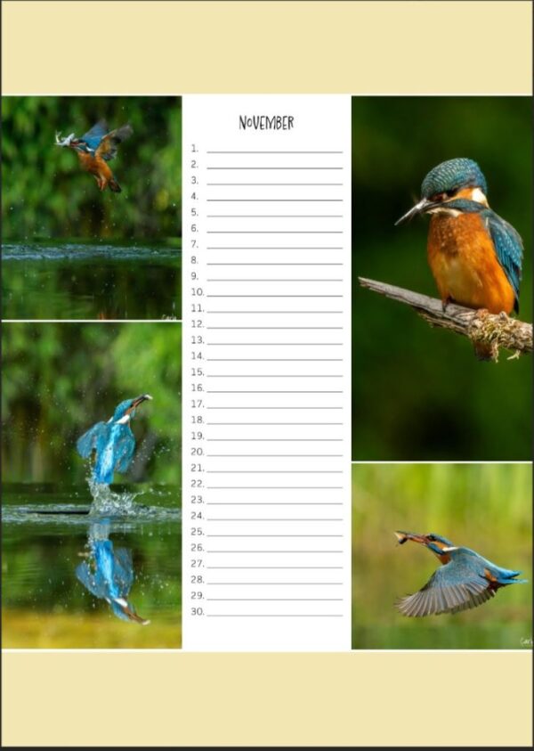Verjaardagskalender - IJsvogel A4 - Afbeelding 11