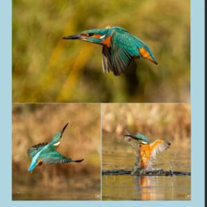 Verjaardagskalender - IJsvogel A4
