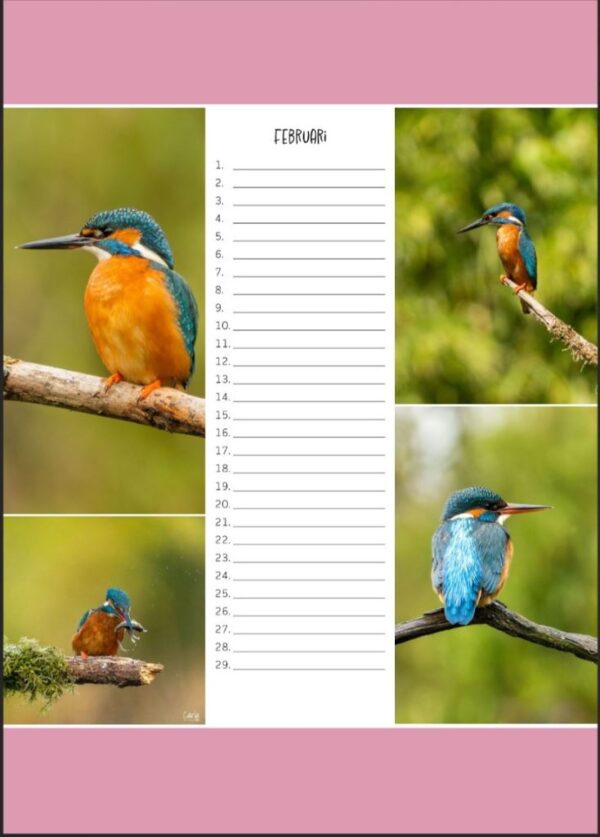 Verjaardagskalender - IJsvogel A4 - Afbeelding 3