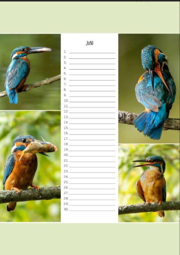 Verjaardagskalender - IJsvogel A4 - Afbeelding 7