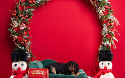 Kerstfotoshoot in Drenthe